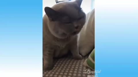 Cute cat and dog reaction/Don,t try to laugh