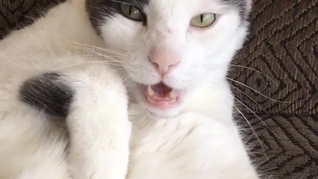 Black and white cat stares at camera motionless