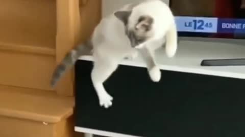 Cat shocked