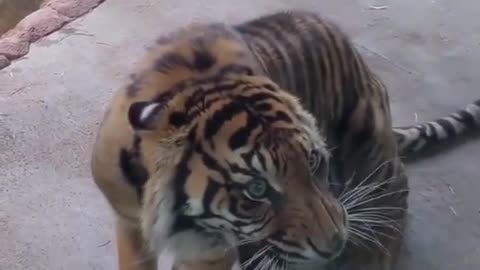 Tiger angry