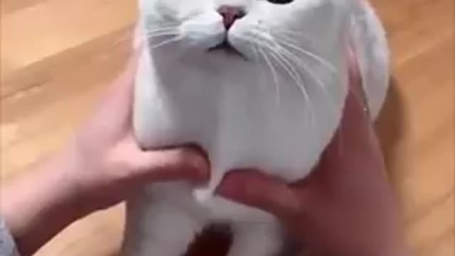 Letest cute cat and funny videos