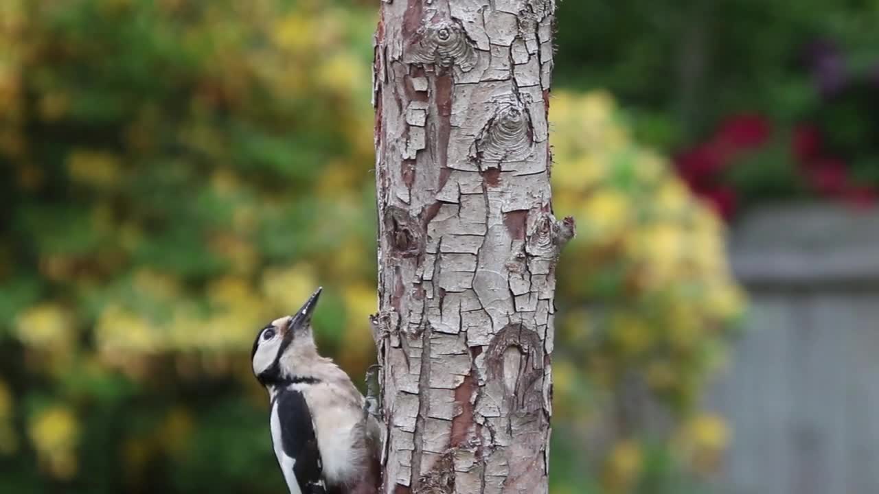 Woodpecker