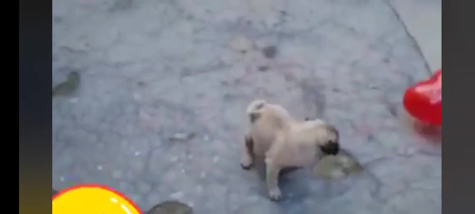 Pug Ballon play