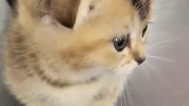 Little cute catππππ