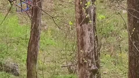 Wild Bear Cubs Play on Swing