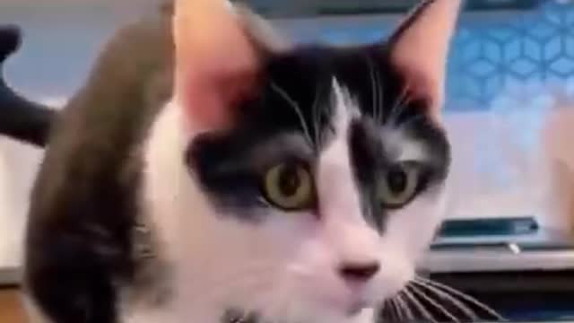 Funny Cats Funny dogs Funny pets 😆🐶🐱🐈‍⬛ Best Funny animals of the 2022