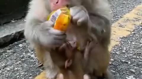 Cute Baby🙉 Monkey🐵