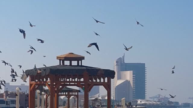 lovely pigeon flight near beach