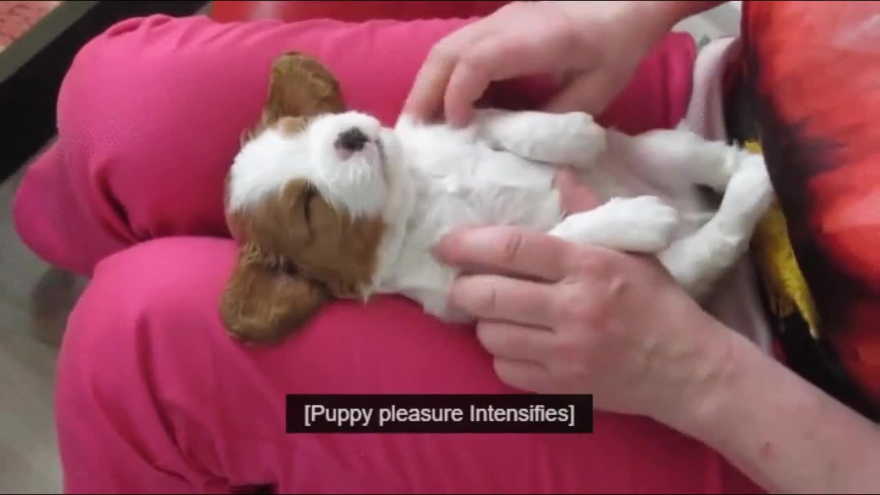 These cute puppies make your day.. in less than 1 minute