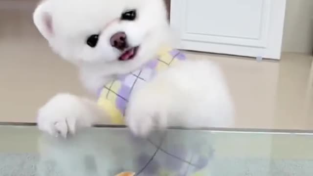The gluttonous cute puppy drools when he sees the food.