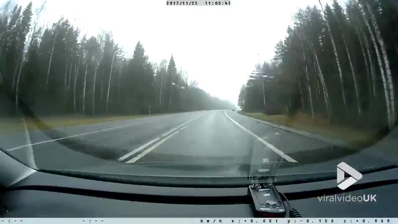 Dogs chase wild bore onto road