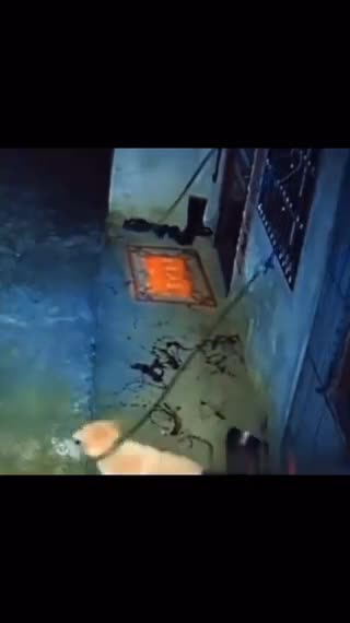 What did this dog see?