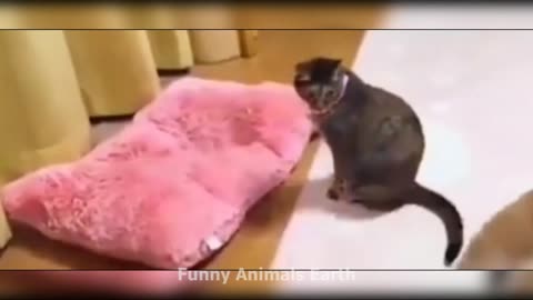 FUNNIEST CATS AND DOGS ## 😆🐶