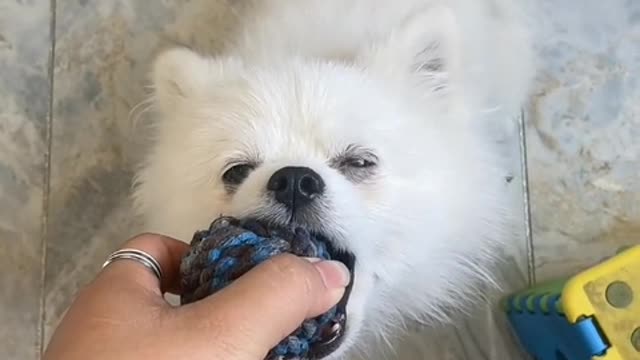 Quit! Quit your world completely - puppy