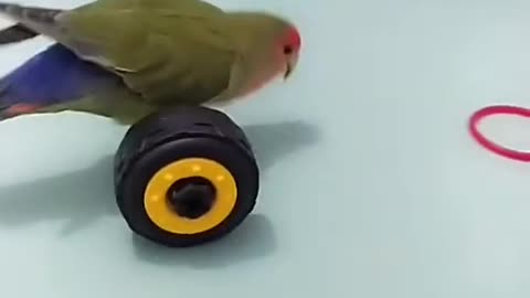 Parrot is doing some task.