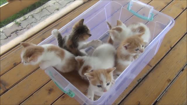 Kittens meowing (too much cuteness) - All talking at the same time!