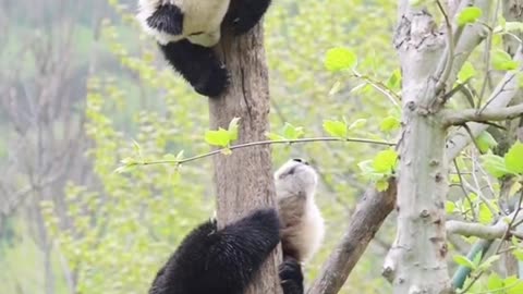 Pandas climb trees