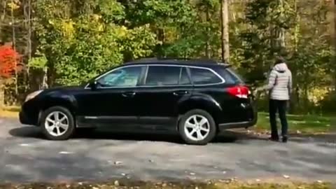 The happiest dog in the world to see leaves