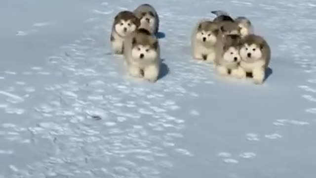 Puppies first time playing and running in the snow