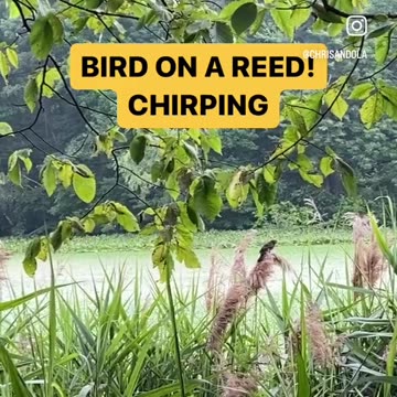 LISTEN TO THE CHIRPING