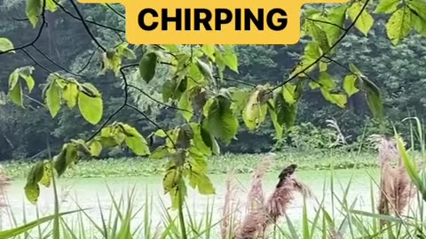 LISTEN TO THE CHIRPING