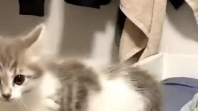 Funniest Cat Attitude