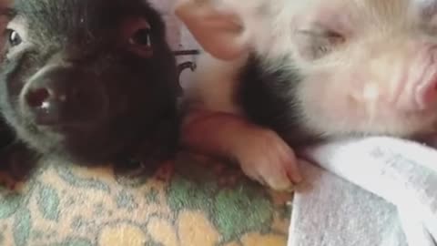 Three Minutes Of The Cutest Animals In The Whole World