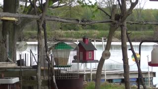 21 Toussaint Wildlife - Oak Harbor Ohio