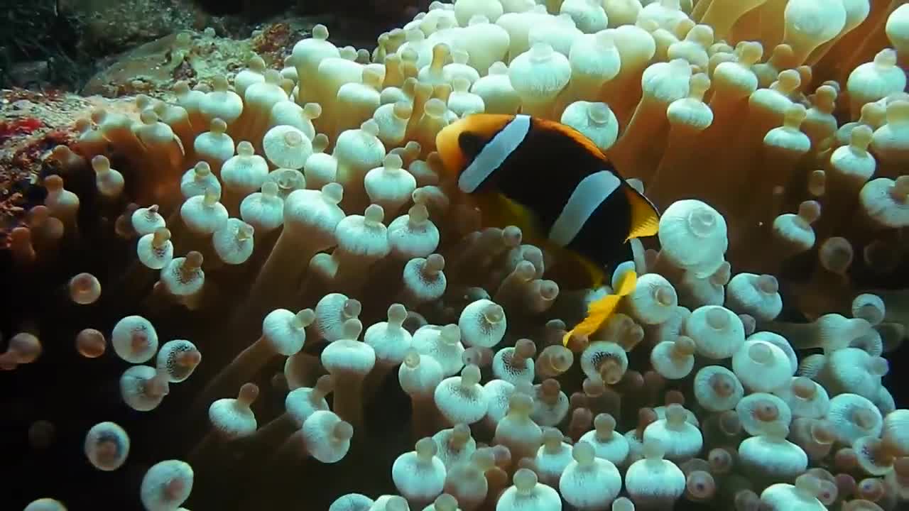 Exotic Fishes | Amazing Viral World