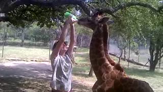 Bottle feeding a baby giraffe