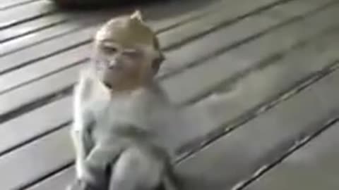 monkey in funny mood 2021