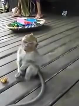 monkey in funny mood 2021