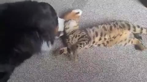 dog and cat