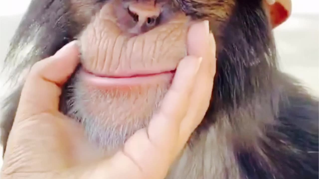 Monkey Feeling Special with such attention