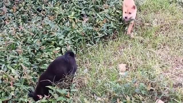 Three puppies2
