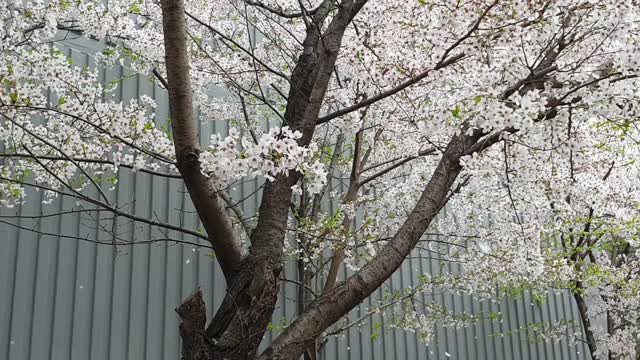 Falling cherry blossoms and spring rain