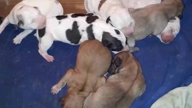 new born dogs