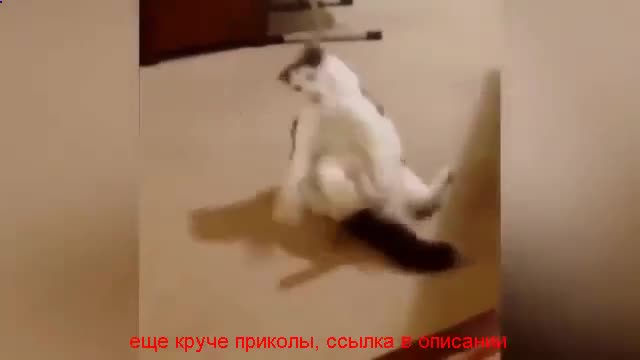 very funny jokes to tears about animals