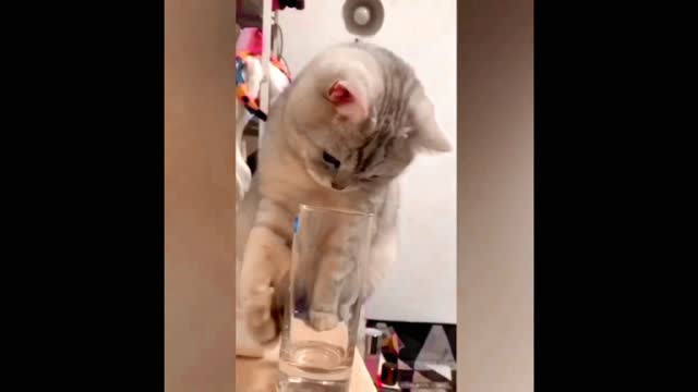 cat funny video