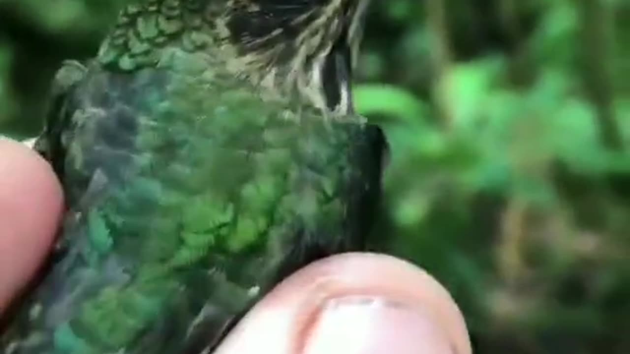 Beautiful bird