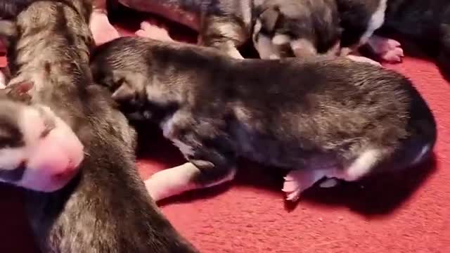 Funniest and Cutest Puppies, Funny Puppy Video