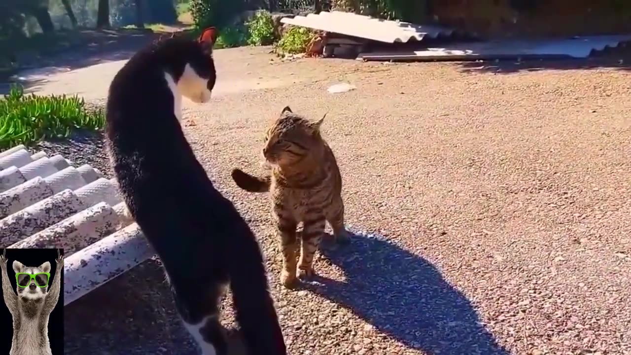 New Funny Animals Video 2023 | Funniest Cats and Dogs Videos | New Funny Video Of Cat And Dogs #2