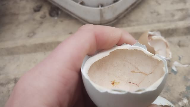 Internal Membrane In A Chicken Egg