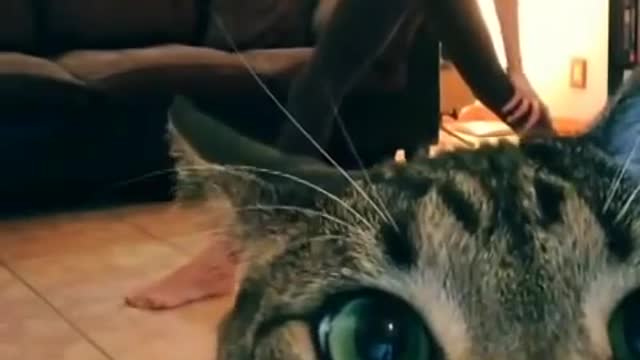 Cute cat Wanted Attention | Funny cat Videobomb