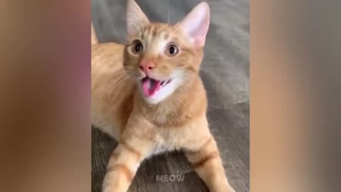 Top Funny & Crazy Cats Of 2021 - Try Not To Laugh | MEOW