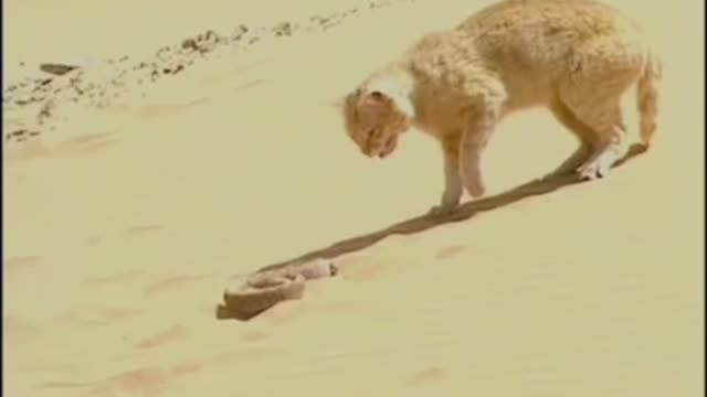 Cat vs Snake