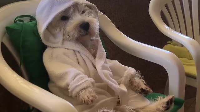 Robe-wearing Westie chills out on the balcony