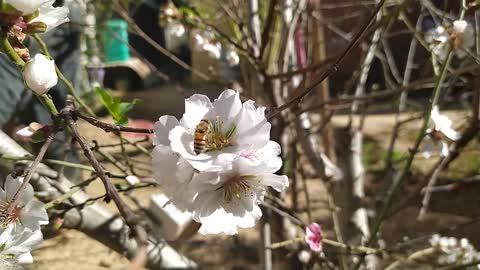 Bees and canary sounds