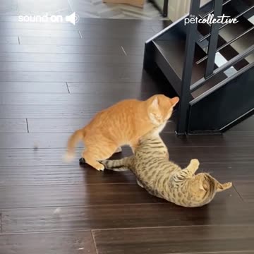 Do your cats act like this?#animals lover