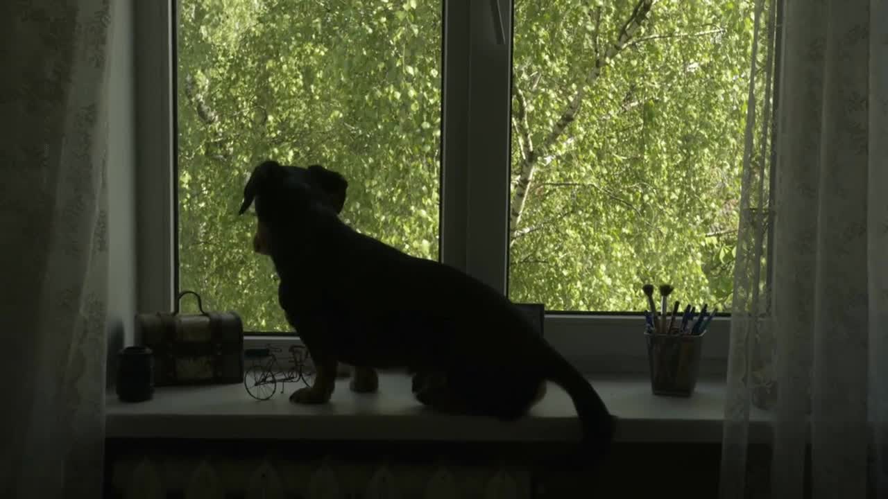 Dark silhouette of a dachshund dog that sits on a windowsill with trees behind glass